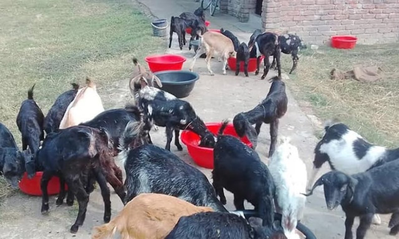 Goat Rearing Boosts Rural Economy in Rajshahi - Experts